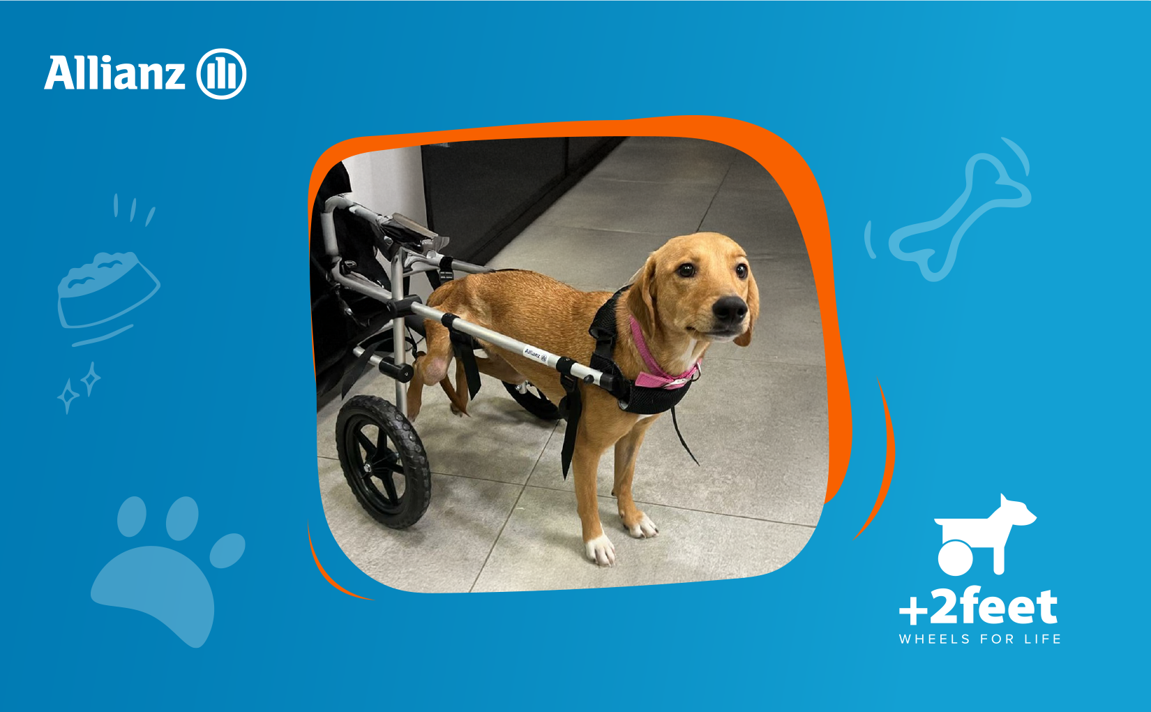 Allianz - Plus2Feet: Ελπίδα και κίνηση σε ζώα με αναπηρία