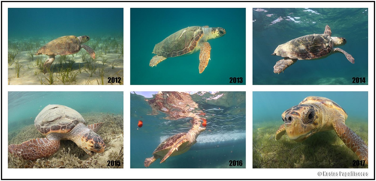 Επικίνδυνος για τις θαλάσσιες χελώνες είναι πλέον ο κόλπος του Λαγανά Ζακύνθου