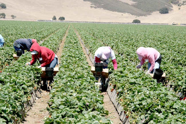 Ελλα-Δικα Μας: Ο Α.Πιστιόλας μιλά στο CSRIndex για την EKE και την προστιθέμενη αξία της ελληνικής παραγωγής