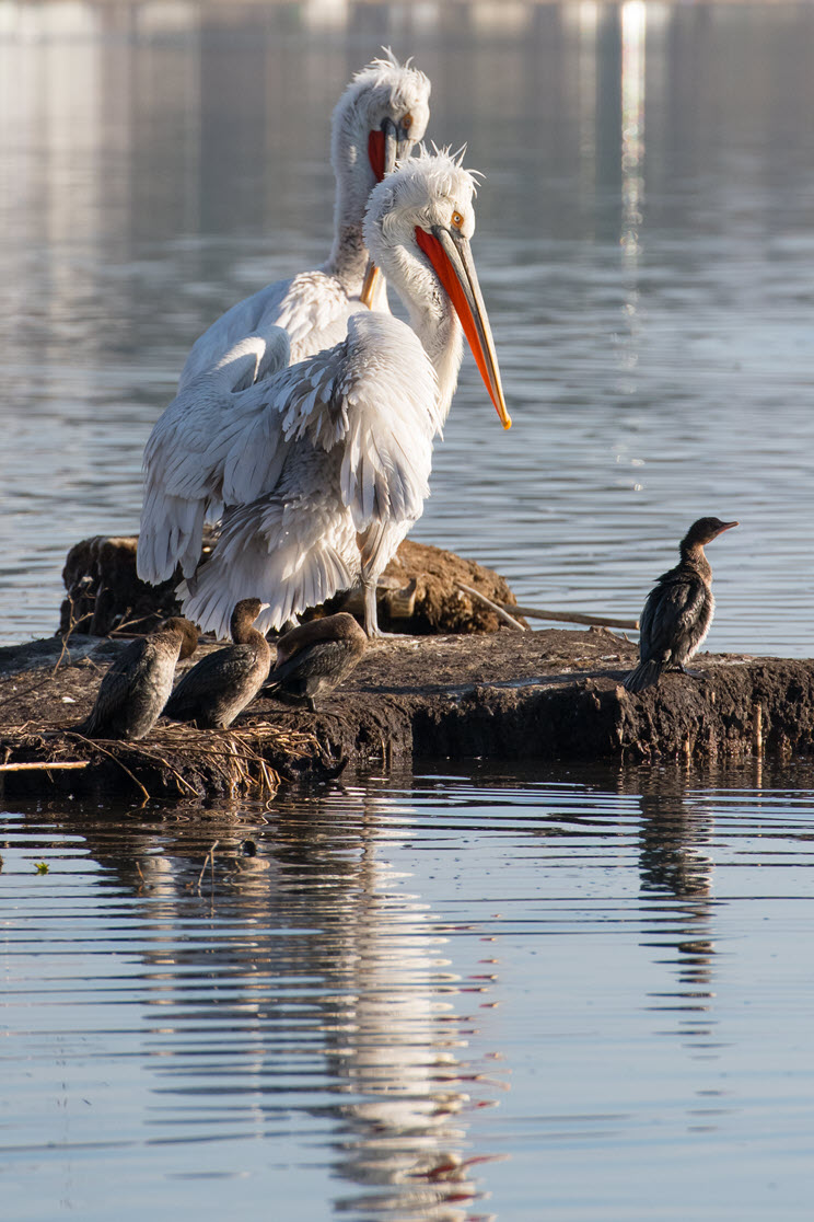 Ο ΤΑΡ προστατεύει την ελληνική άγρια φύση σε γη, νερό και αέρα