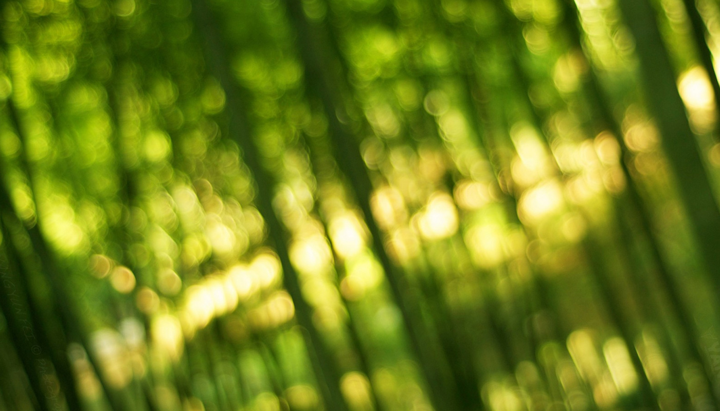 GreenAthlon – Περιβαλλοντική δράση μελών GREEN ANGELS