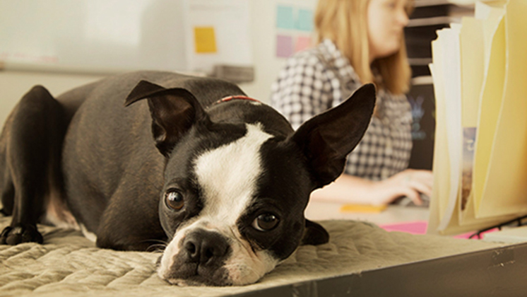 Nestlé Purina: BetterwithPets, βραβείο για την ενίσχυση των κατοικίδιων