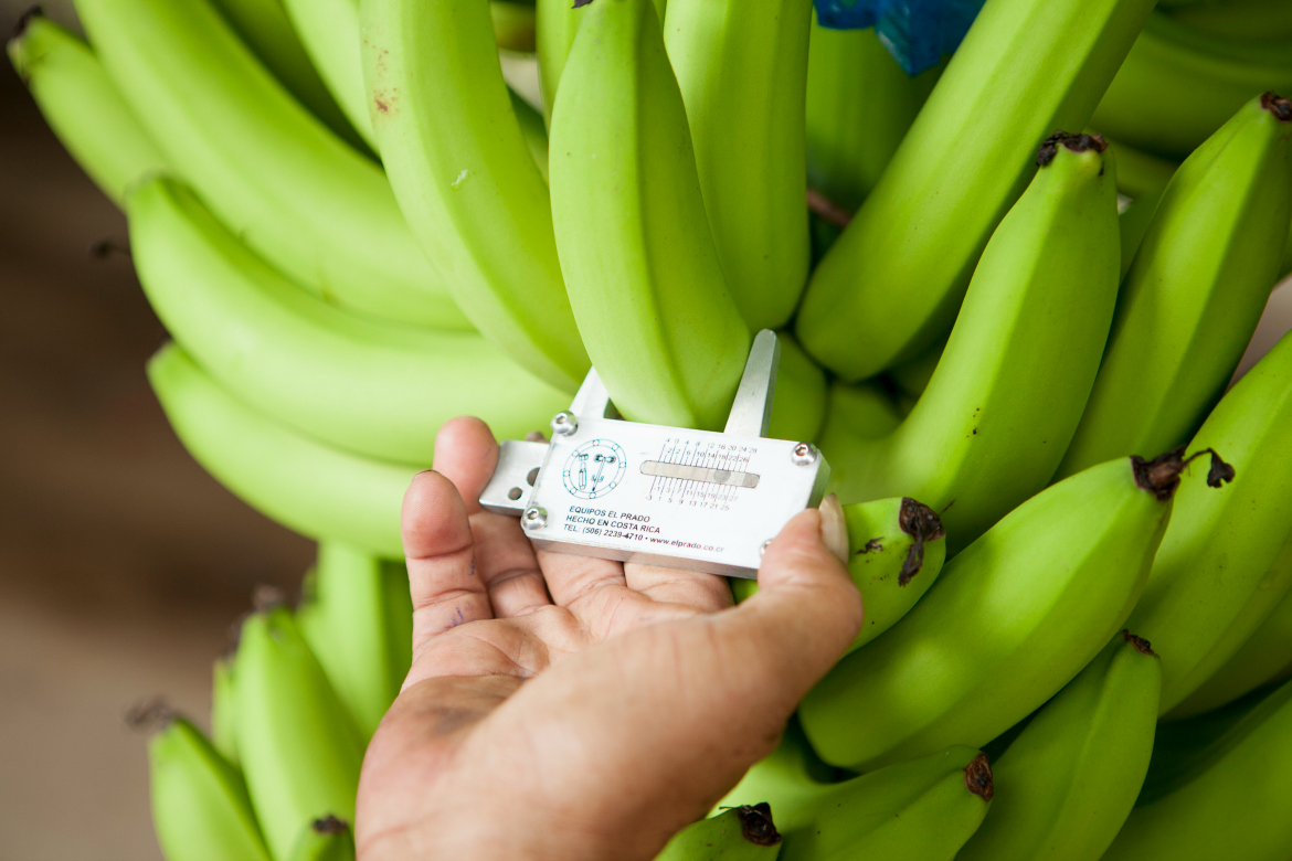 Δέσμευση βιωσιμότητας από την Chiquita