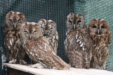 Δημόσια επιστολή για τα άγρια ζώα του ΕΚΠΑΖ