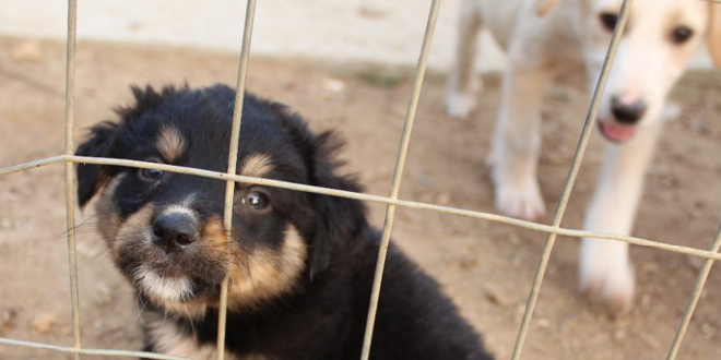 Save a Greek Stray: Δράσεις για την  Παγκόσμια Ημέρα Ζώων