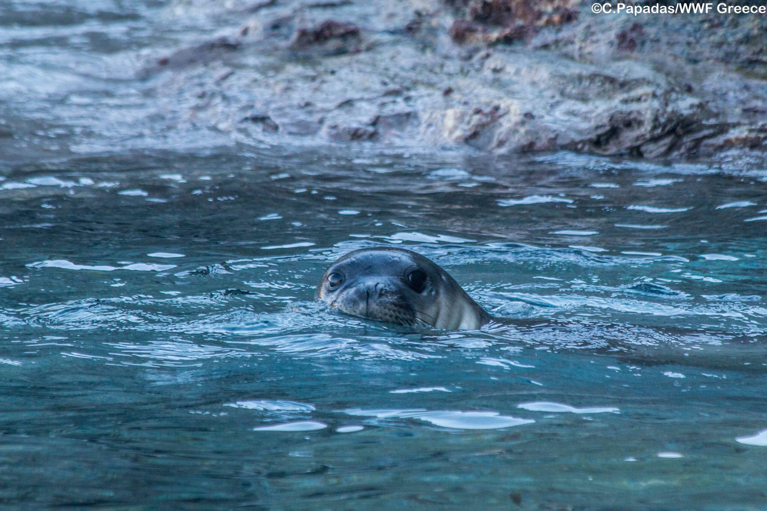 WWF Impact Ventures Greece: 7 καινοτόμες επιχειρηματικές ιδέες