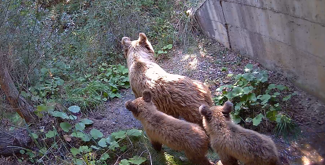 Η COSMOTE συμμετέχει στο ευρωπαϊκό περιβαλλοντικό έργοLIFESAFE-CROSSING