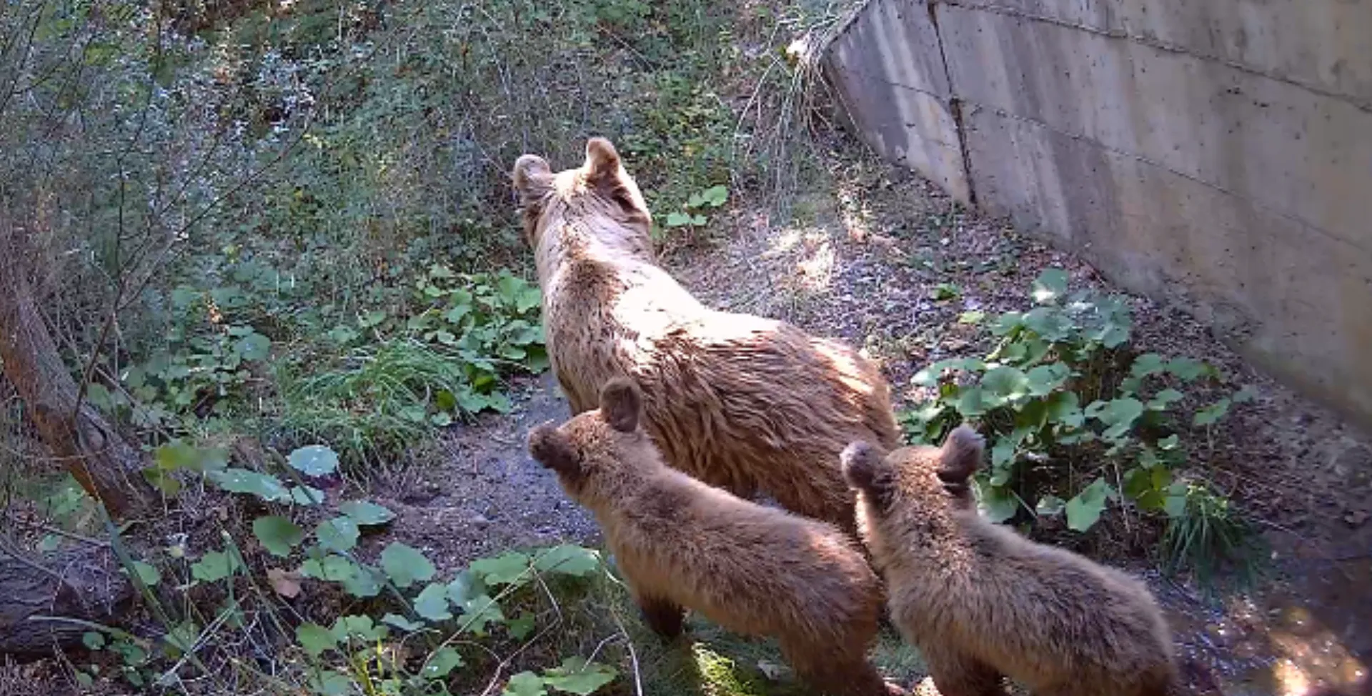 Η COSMOTE συμμετέχει στο ευρωπαϊκό περιβαλλοντικό έργοLIFESAFE-CROSSING