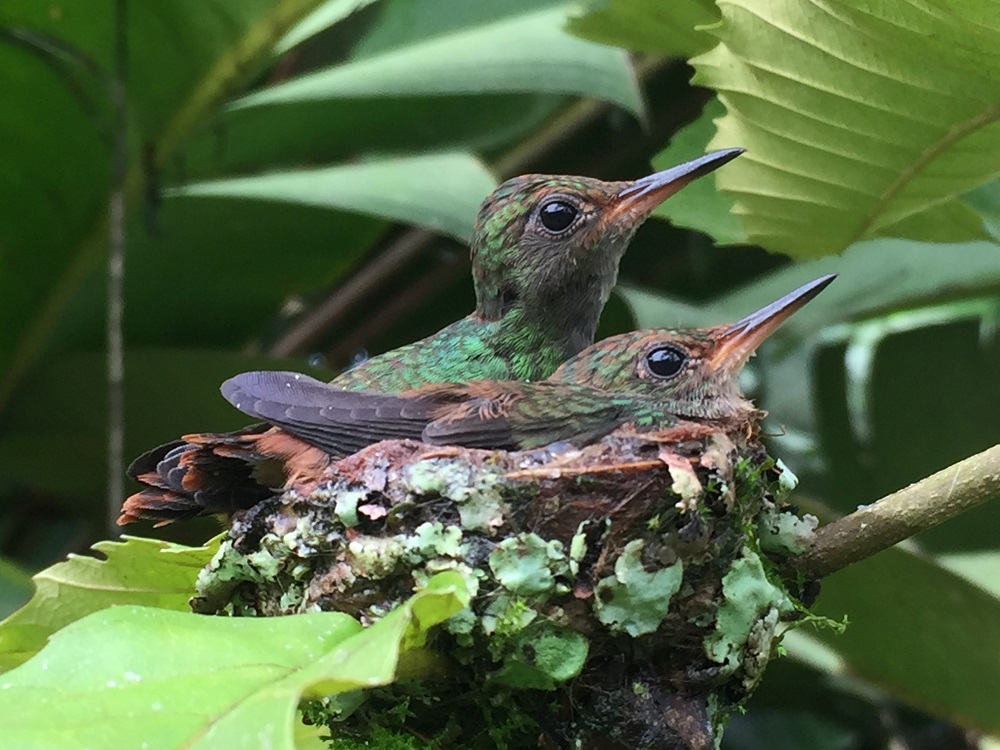 Chiquita: Προστατεύει τη βιοποικιλότητα με το καταφυγίο Nogal