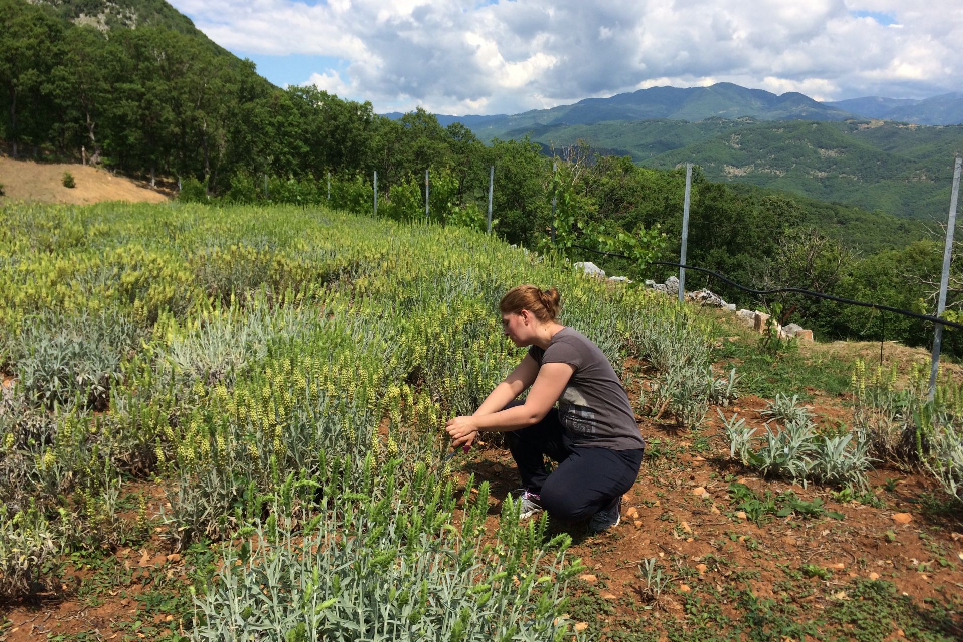 «ΕΥΔΟΚΙΜΗ ΓΗ», συνεργασία TAP με Ίδρυμα Μποδοσάκη