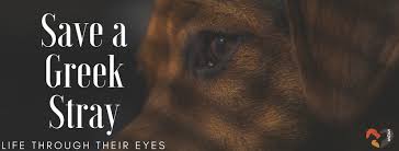 Save a Greek Stray: Στείρωση των ζώων για να σωθούν περισσότερα