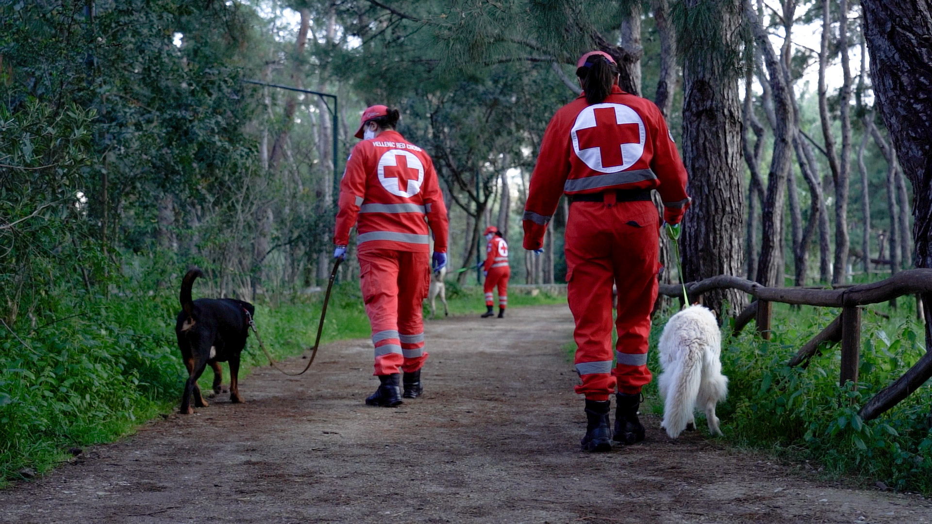 Ελληνικός Ερυθρός Σταυρός – Μέριμνα για τα αδέσποτα