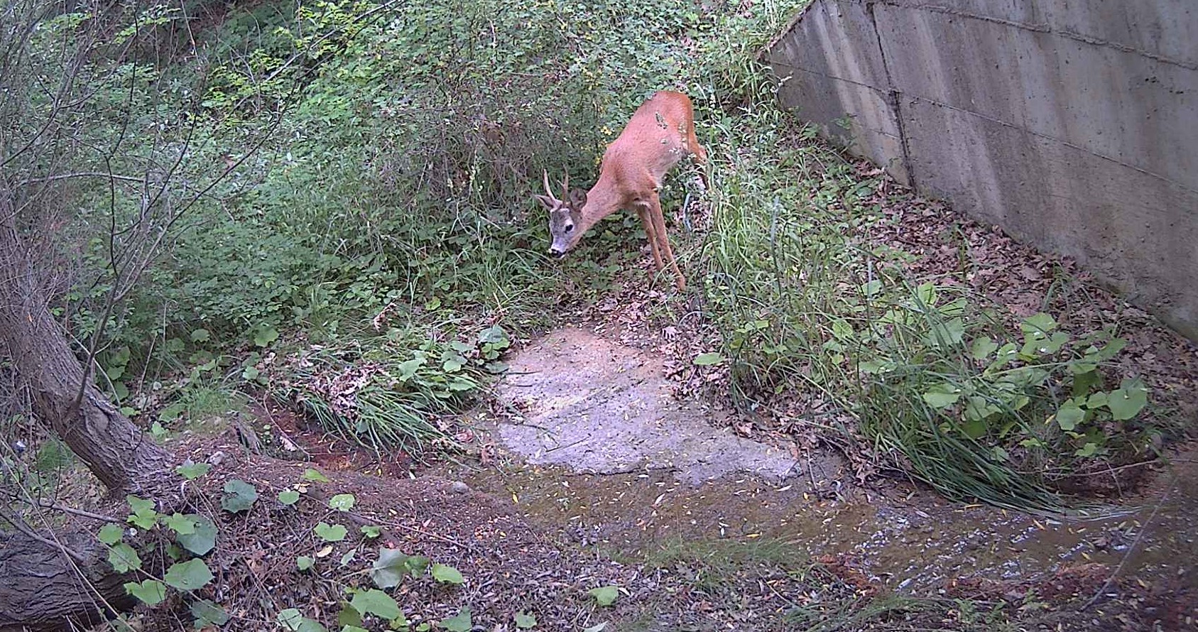 COSMOTE: Τεχνολογική λύση για την άγρια πανίδα