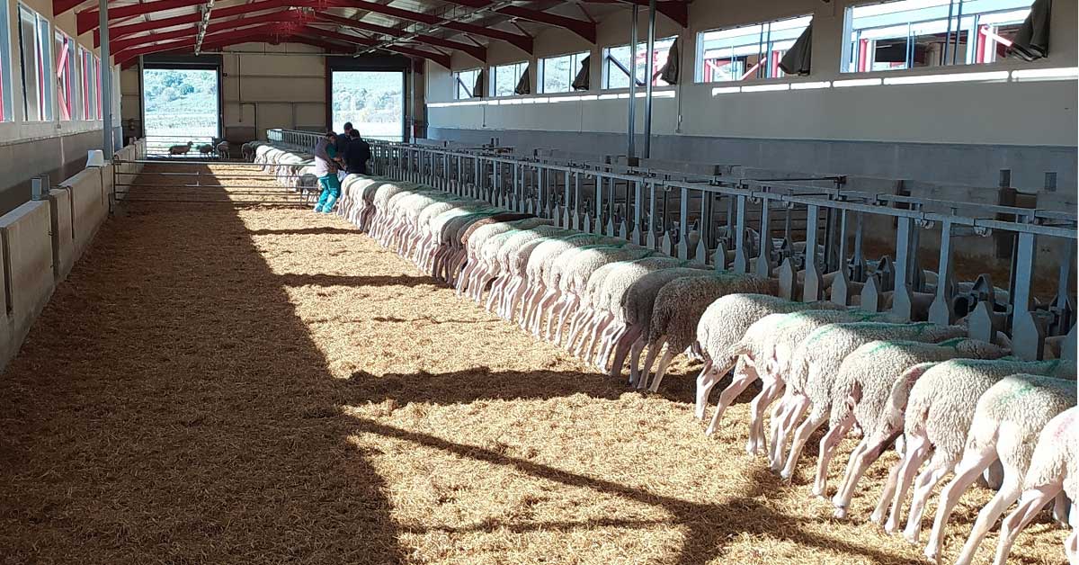 Φάρμα ΗΠΕΙΡΟΣ: Αρωγός στην ανάπτυξη της ελληνικής κτηνοτροφίας