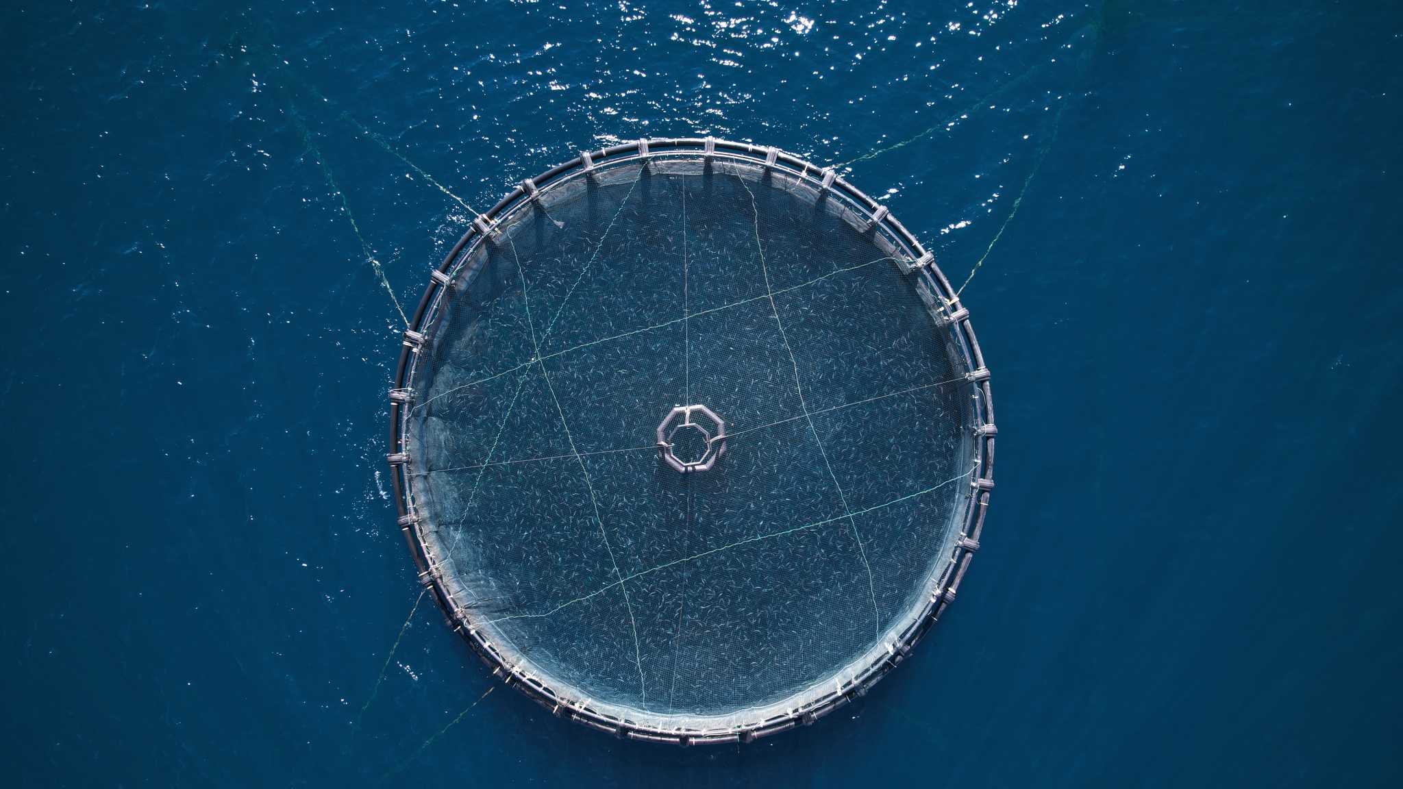 Η Ελληνική Οργάνωση Παραγωγών Υδατοκαλλιέργειας στο Blue Economy Forum ΙΙ 