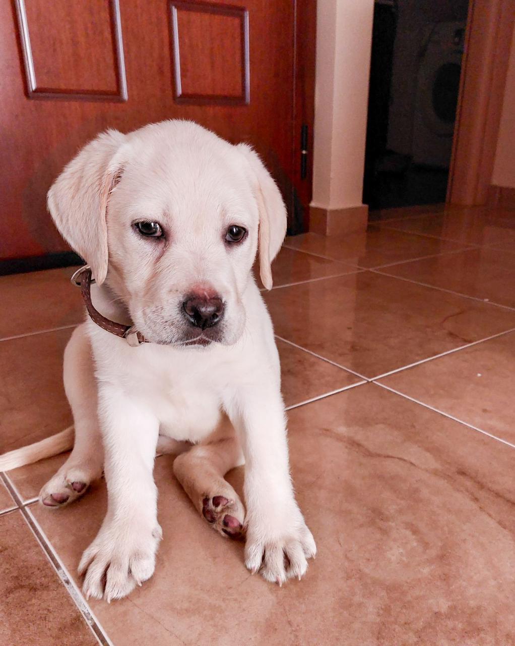 Liberty Guide Dogs: Η April αναλαμβάνει ένα μοναδικό και σπάνιο καθήκον