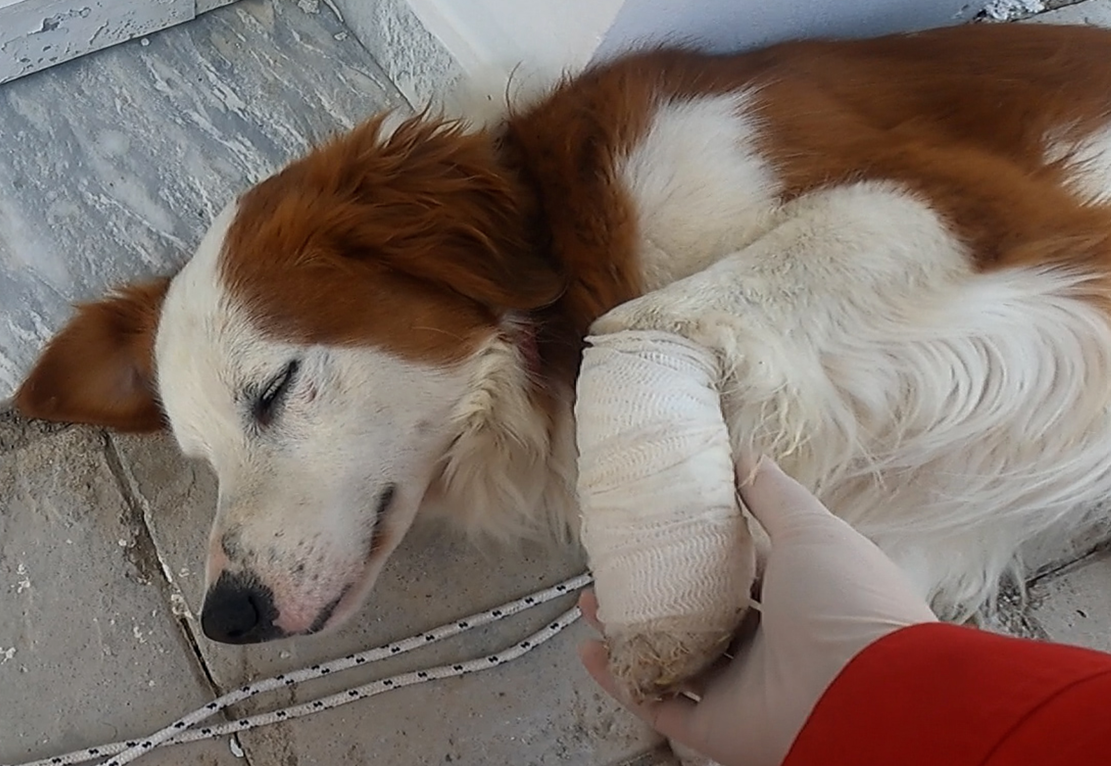 Ελληνικός Ερυθρός Σταυρός: Aντιμετώπιση των οικόσιτων ζώων σε έκτακτη ανάγκη