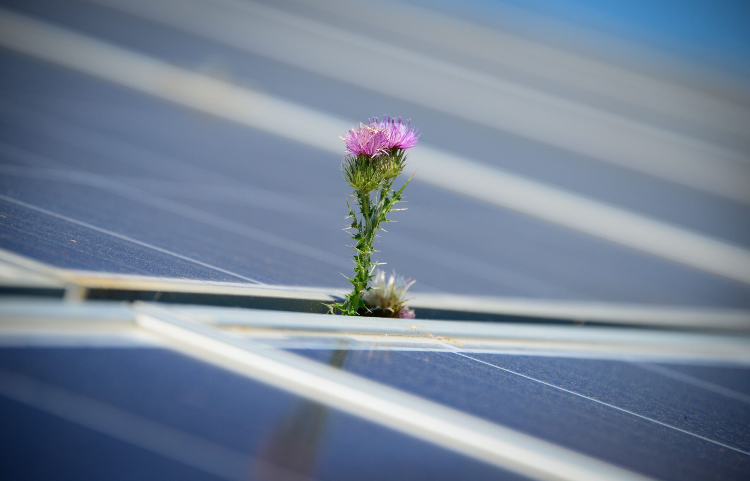 BayWa r.e.: Έργα για τη μετάβαση της VELUX σε 100% πράσινη ηλεκτρική ενέργεια