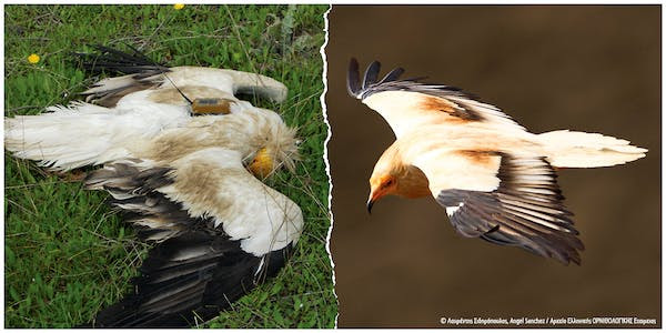 Tα ορόσημα για την αντιμετώπιση των δηλητηριασμένων δολωμάτων