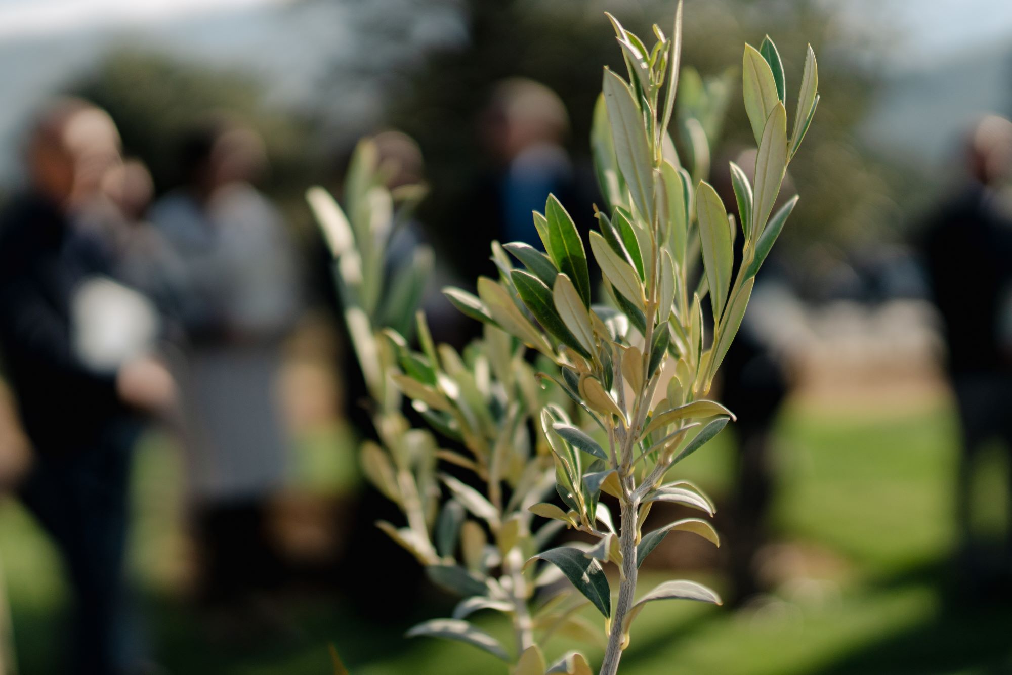 Όμιλος Σαρακάκη: Στήριξη περιβαλλοντικού έργου για τους Δελφικούς Ελαιώνες 