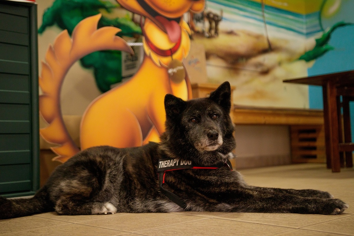 Royal Canin Hellas: Μαζί με τη “Save a Greek Stray” στην «Ιαματική Ζωοφιλία»