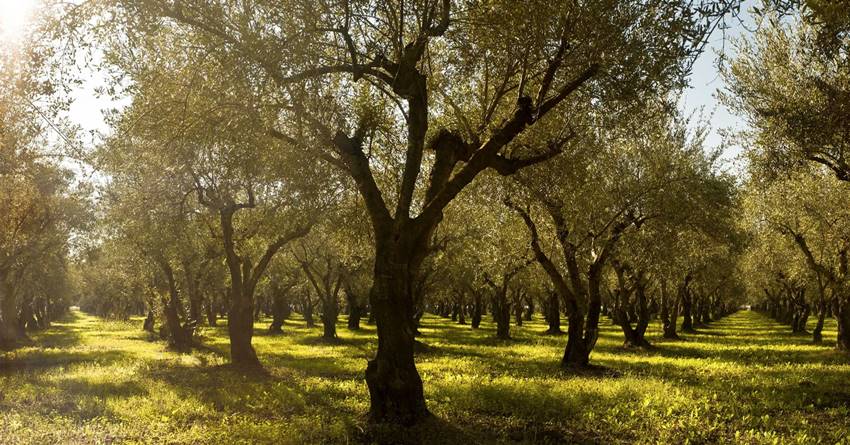 Costa Navarino: Εξάλειψη των δασικών πυρκαγιών μέσω του Xprize Wildfire