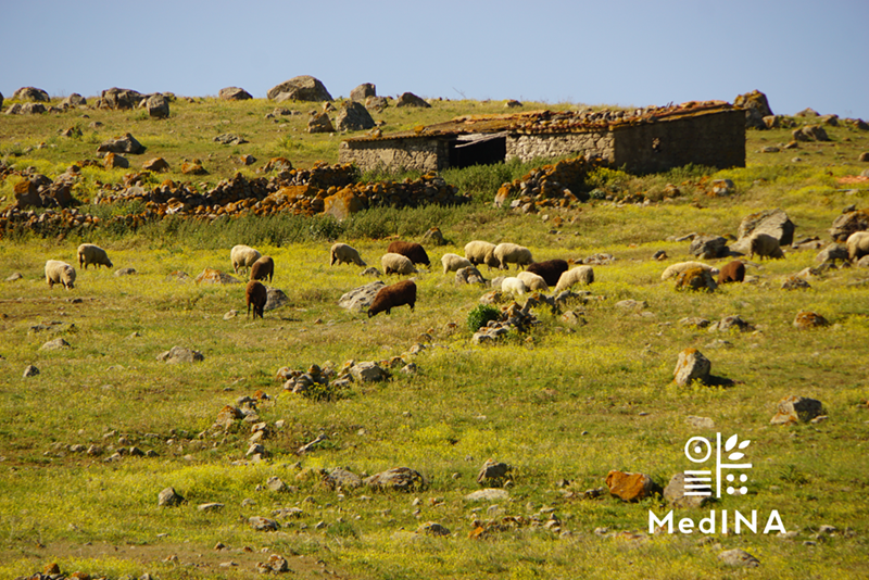 20 χρόνια MedINA με προσφορά στη φύση και τον πολιτισμό
