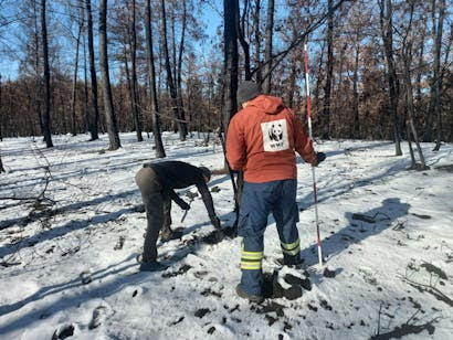 WWF: Μελέτη για την αποκατάσταση των δασικών οικοσυστημάτων στον Έβρο