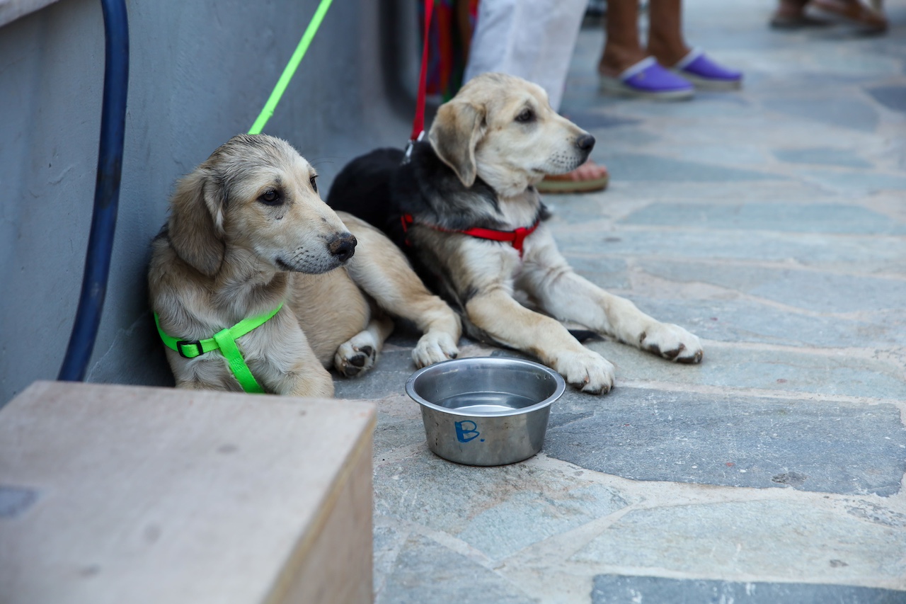 EEΣ: Συναυλία για τη στήριξη των αδέσποτων στο Αττικό Άλσος