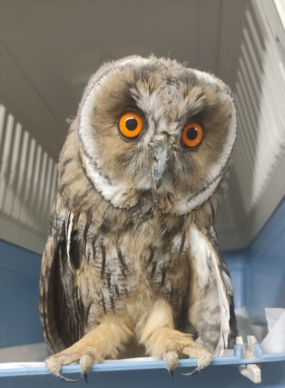 Όμιλος Σαρακάκη: Στηρίζει και φέτος το έργο της ΑΝΙΜΑ