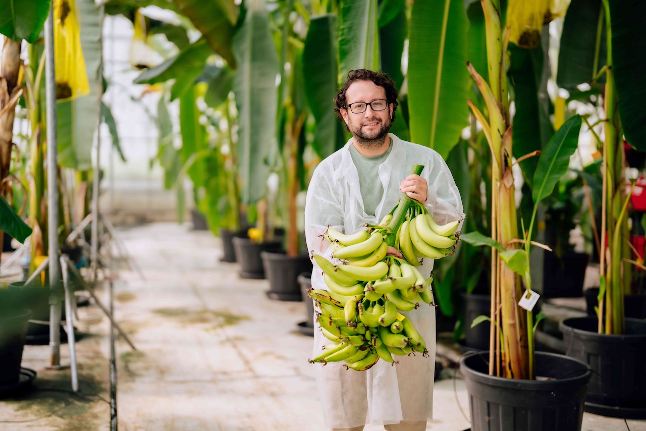 Chiquita: Παρουσίασε ανθεκτική στις ασθένειες μπανάνα «Yelloway One»