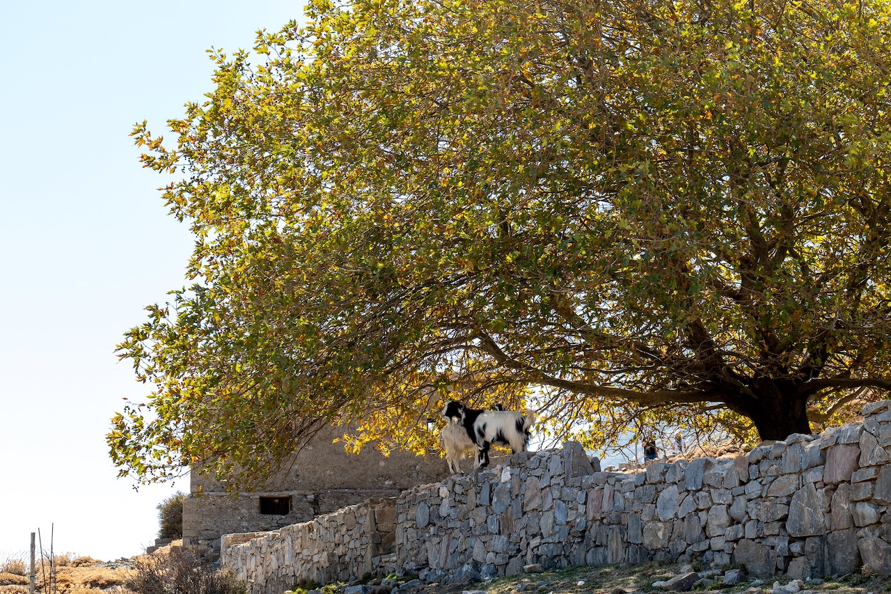 ΑΒ Βασιλόπουλος: Ενισχύει τους τοπικούς παραγωγούς της Κρήτης