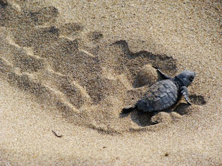 WWF: Ρεκόρ ωοτοκίας της Caretta caretta στα Σεκάνια