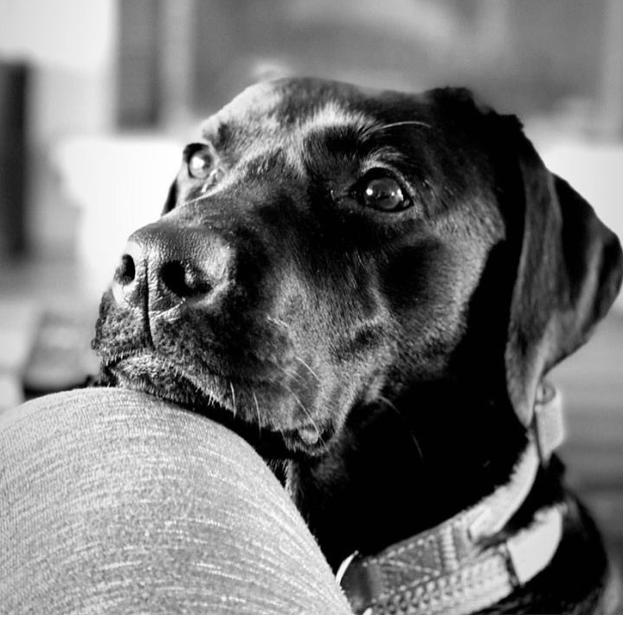 Νέα συνεργασία ΑΒ Βασιλόπουλος & Liberty Guide Dogs