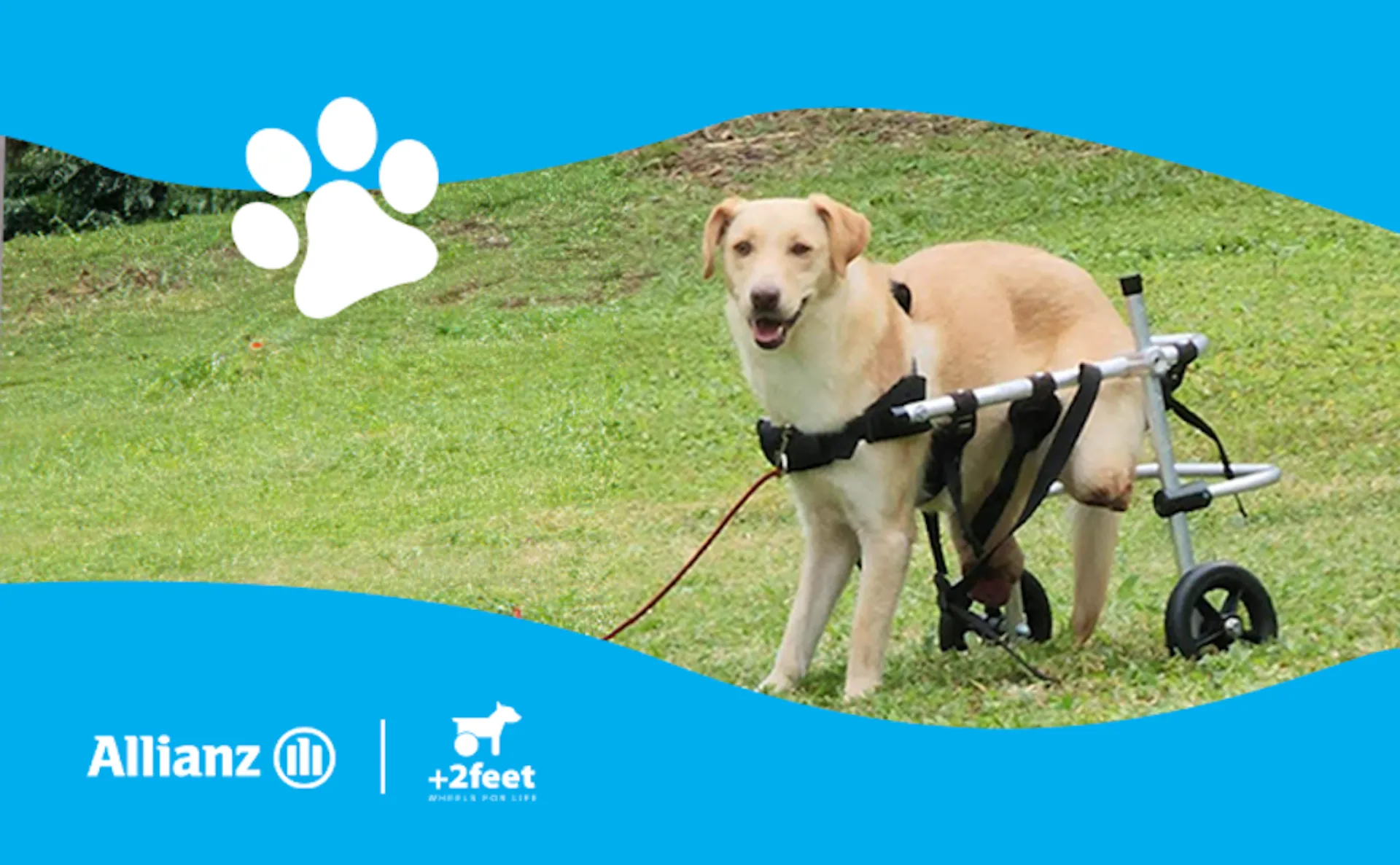 Allianz και Plus2Feet δίνουν κίνηση και ελπίδα στα ζώα που το χρειάζονται
