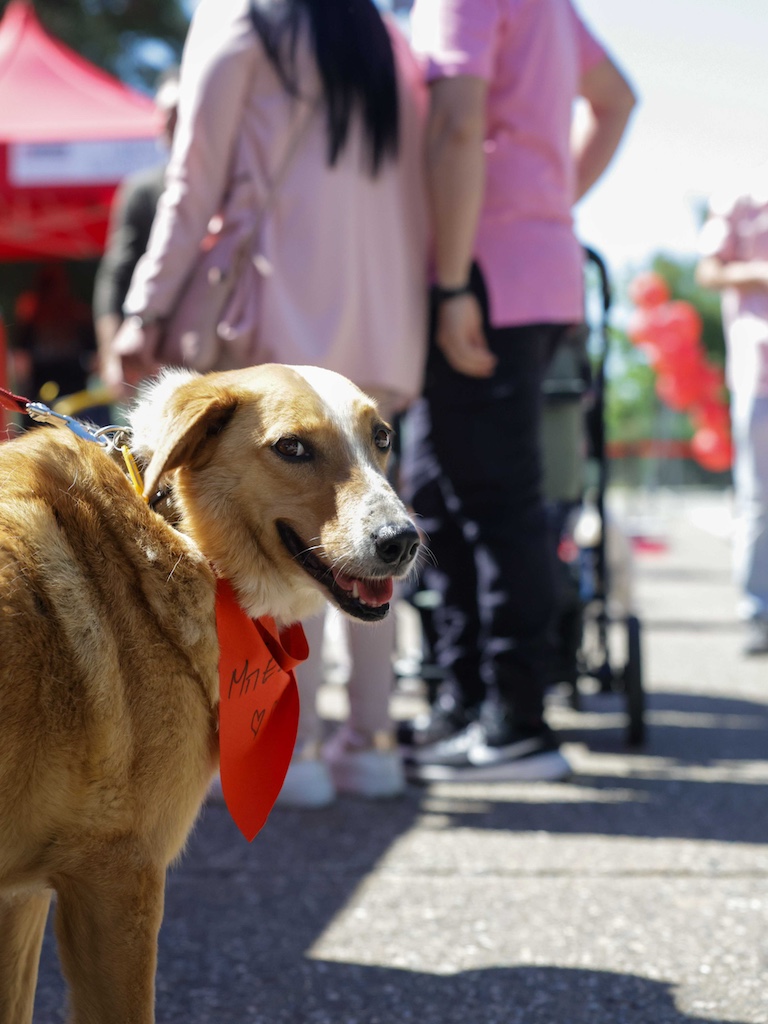 Purina: Εκατοντάδες επισκέπτες στην Ημέρα Υιοθεσίας και Φιλοξενίας
