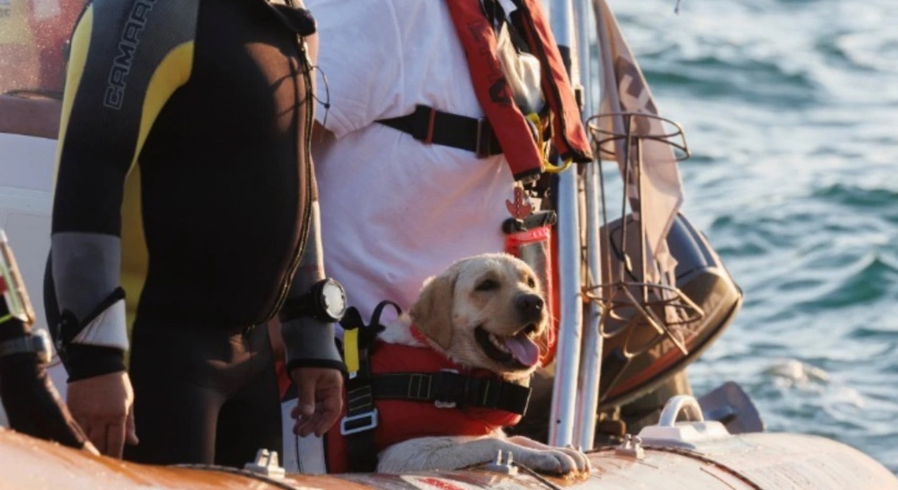 Ο Ελληνικός Ερυθρός Σταυρός εκπαιδεύει σκύλους-διασώστες στο υγρό στοιχείο