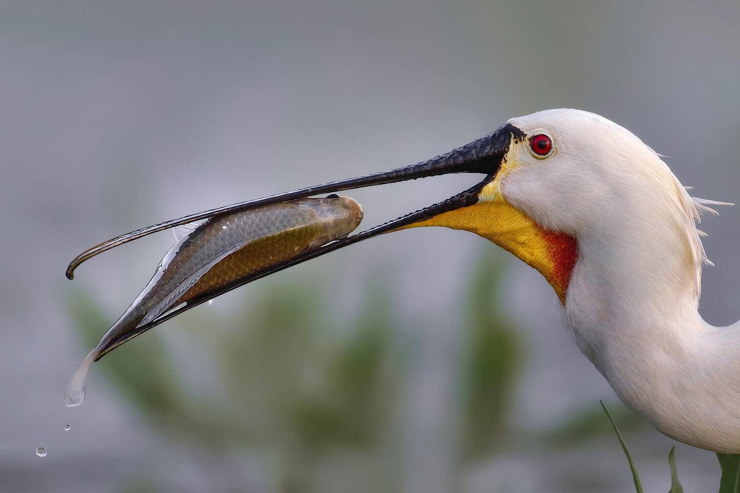 “Συμμαχία για την Άγρια Ζωή”: 11 οργανώσεις, μία ομάδα
