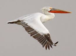 “Μην τους κόβεις τα φτερά”: Η έκκληση 6 ΜΚΟ